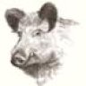 Wildboar