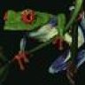 Greenfrog