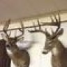 whitetailaholic