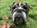 Bulldog73