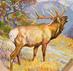 Sask.Elk.Guy