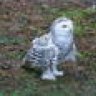 FrostyOwl