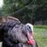 TurkeyGrower