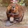 looniebeaver