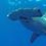 Hammerhead36