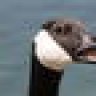 geese