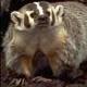 oldbadger