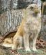 yellowdog