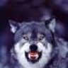 wolf229