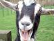 Steve_