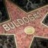 buldog1