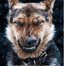 75 Devil Dog