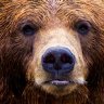 hairbear