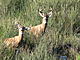 muledeercrazy