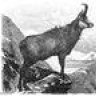 uwmoose