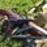 Ranger_scout92