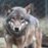 KB_TheDireWolf