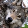 WulfofSilver
