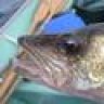CSI-WALLEYE