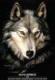 Black Wolf