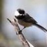 Chickadee