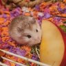 PunishedFluff