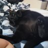 FapTilYounap
