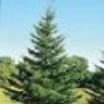 spruce
