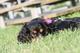 Blackcats