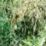 Sniper6