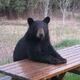 ScoutTheBear