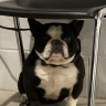 Bkbroiler