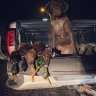 BirdDog14125