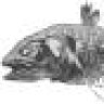 coelocanth