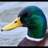 Chris88