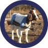 Goatkeeper