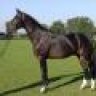 farrier