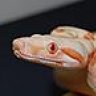 Death_ADDER
