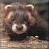 polecat