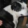 pitdog