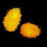 kiwano