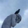 Lepigeon