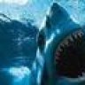 theSHARK