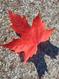Redcoat