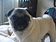 Battle Pug