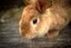 jackrabbit000