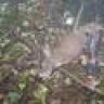 deer nut
