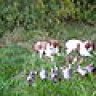 birddogns