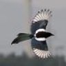 The Magpie