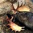 Moose Masher